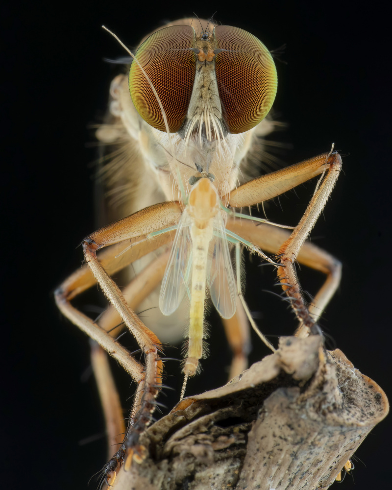 robberfly and prey de Ajar Setiadi