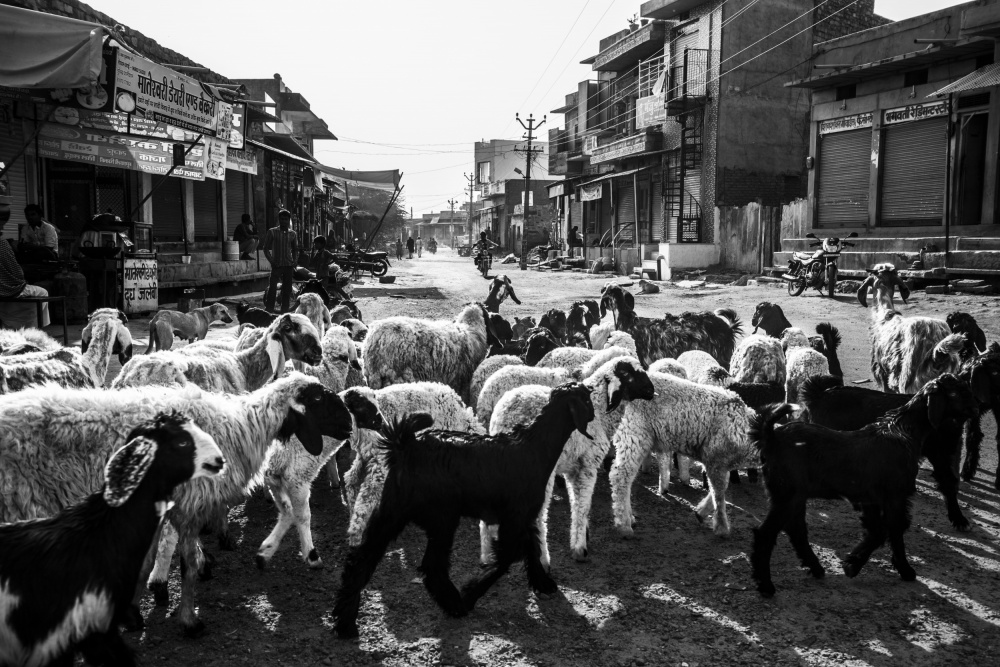 A Flock of Sheep in Rohet Village de Ajit Rana