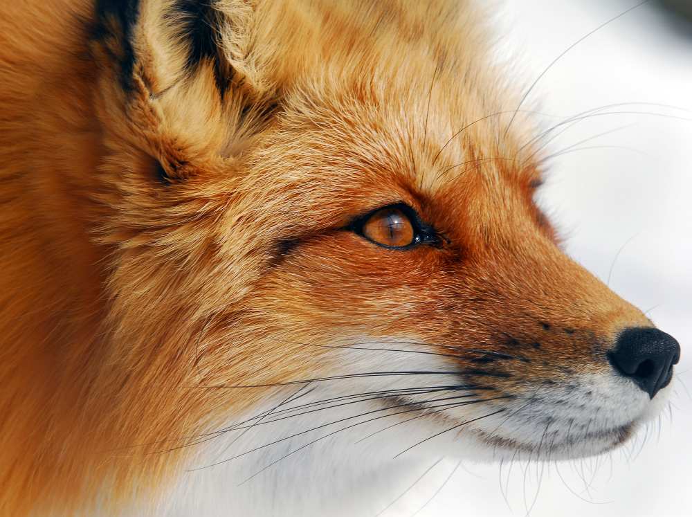 Red Fox de Alain Turgeon