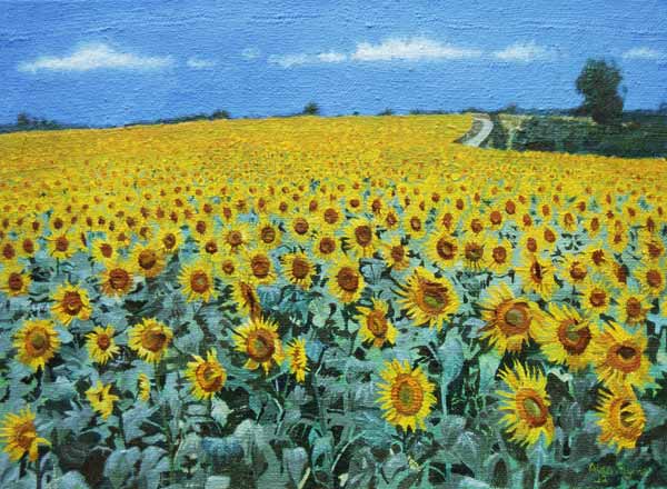 Field of Sunflowers, 2002 (oil on canvas)  de Alan  Byrne