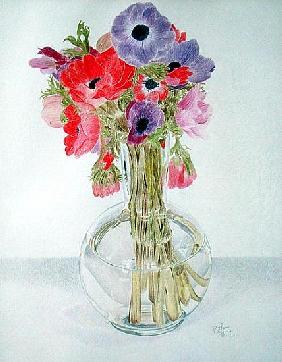 Anemonies, 1982 (coloured pencil on paper) 