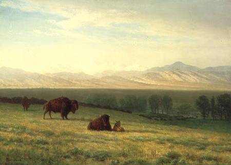 Buffalo on the Plains de Albert Bierstadt