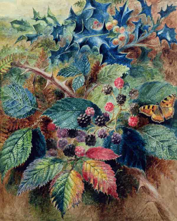 Blackberries and Holly with a Butterfly de Albert Durer Lucas
