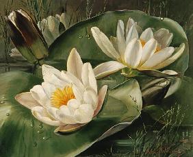 AB235 Water Lilies