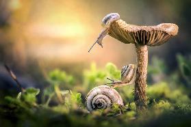 The awakening of snails