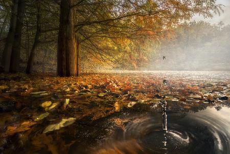 Drops between the autumn colors