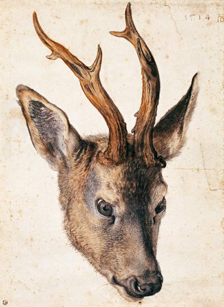 Cabeza de un ciervo de Alberto Durero