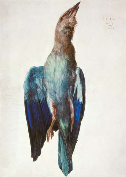 Hooded crow de Alberto Durero