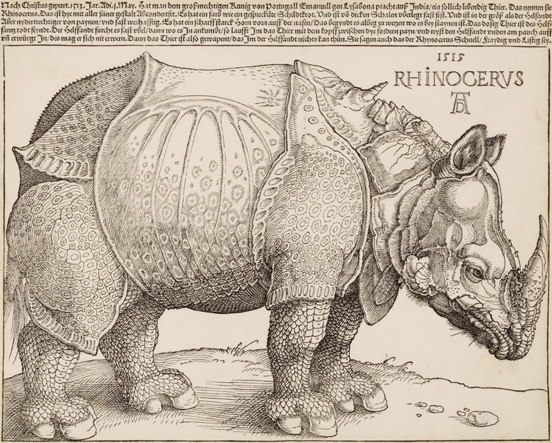 Rhinocerus (Das Rhinozeros) de Alberto Durero