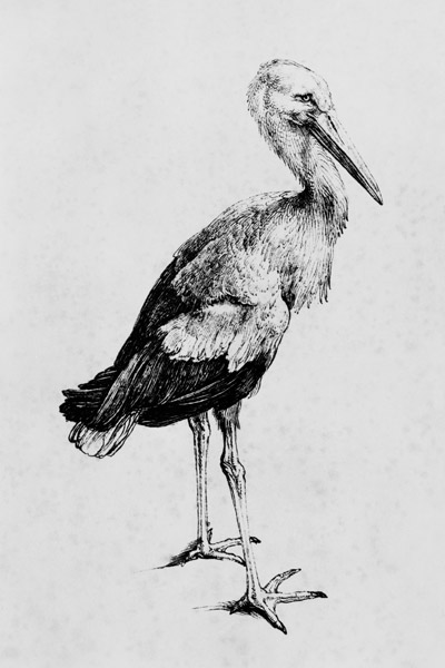 A.Dürer, Stork / Draw./ c.1500 de Alberto Durero