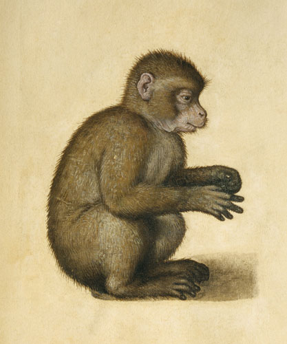 Un mono de Alberto Durero