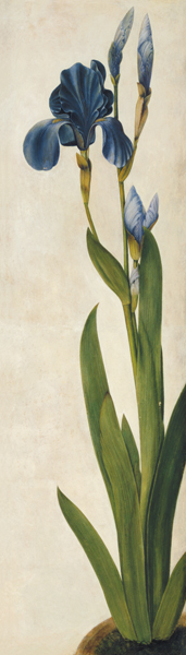 An Iris (w/c & gouache on paper) de Alberto Durero