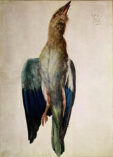 Blue Crow, 1512 (w/c & gouache on vellum) de Alberto Durero