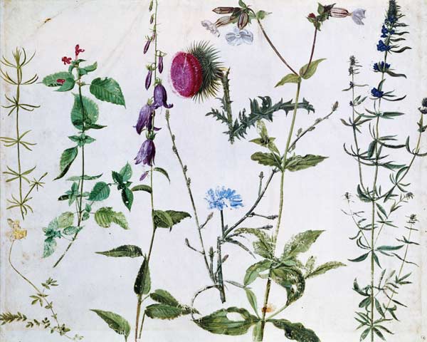 Eight Studies of Wild Flowers de Alberto Durero