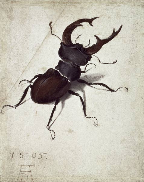 Escarabajo ciervo de Alberto Durero