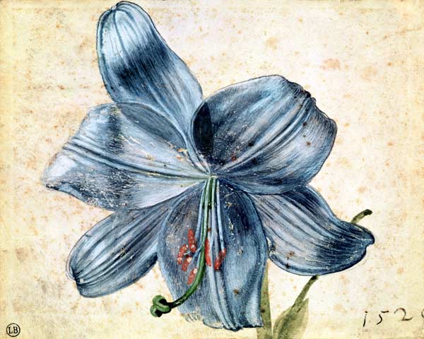 Study of a lily de Alberto Durero