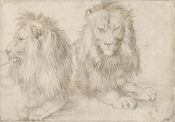 Two seated lions de Alberto Durero