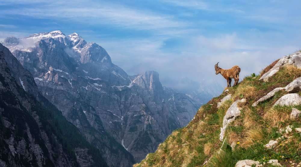 Alpine Ibex in the mountains de Ales Krivec