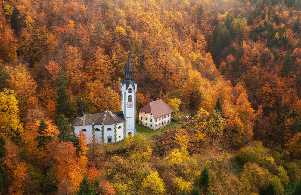 Cathedral in the forest de Ales Krivec