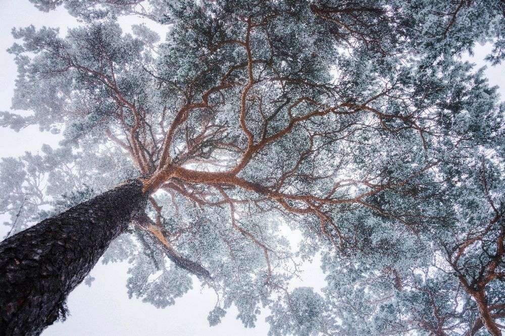Winter tree lines de Ales Krivec