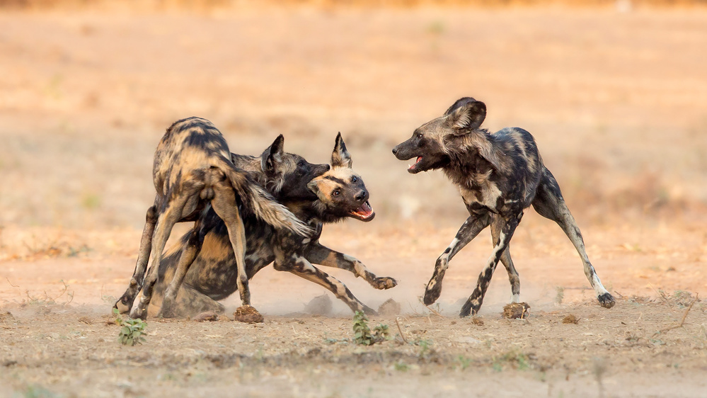 Painted Dogs de Alessandro Catta