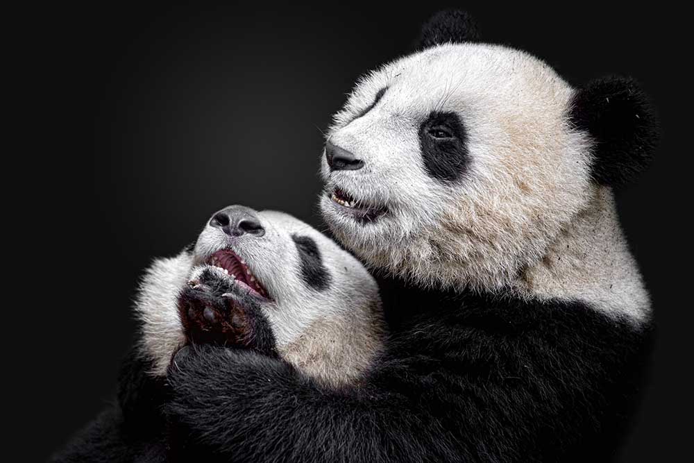 Pandas de Alessandro Catta