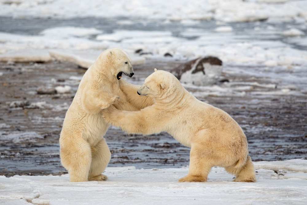 Polar Bears de Alessandro Catta