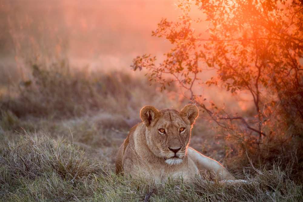 Sunset Lioness de Alessandro Catta