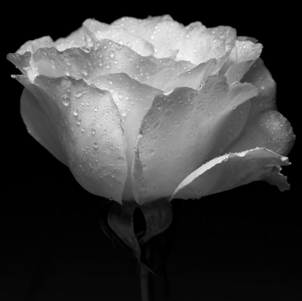 white flower and water de Alex Caminker