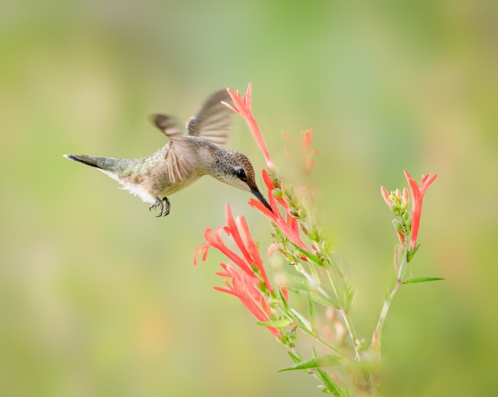 Ruby-throated Hummingbird de Alex Li