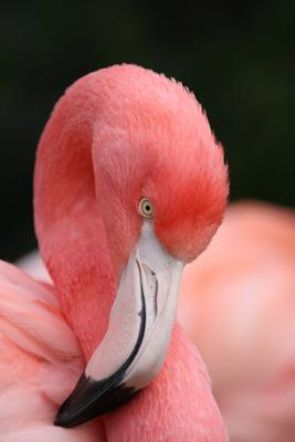Flamingo de Alexander Kautz