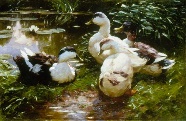 Ducks at the waterlily pond. de Alexander Koester