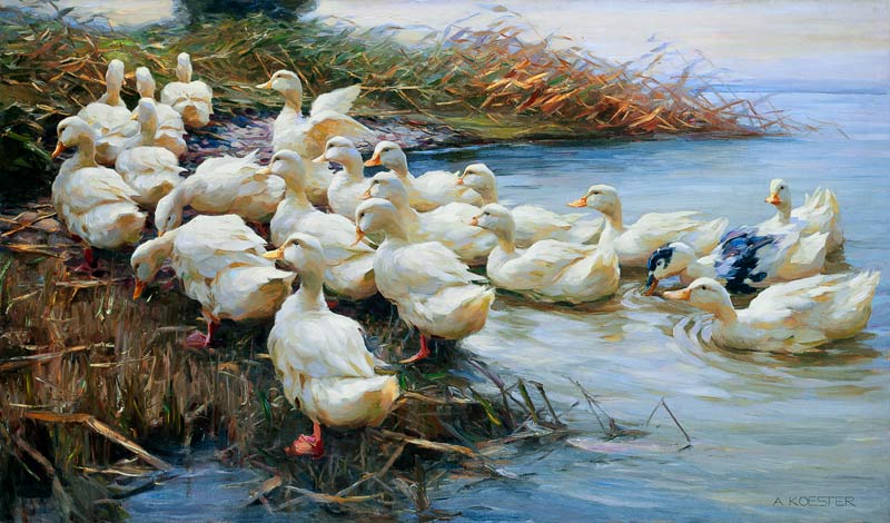 Ducks on the sea shore de Alexander Koester