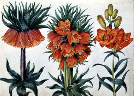 Crown Imperial Lily de Alexander Marshal