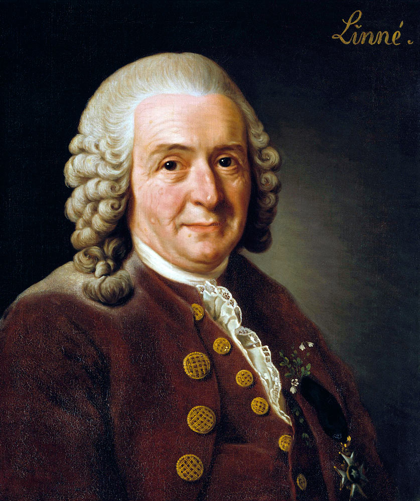 Portrait of Carl Linnaeus (1707-1778) de Alexander Roslin