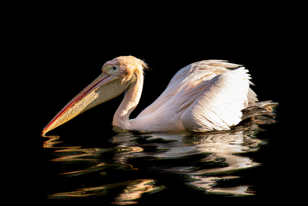 Scrambled pelican de Alexandra Isbasoiu