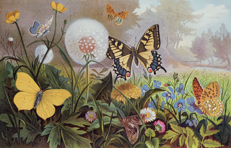 Butterflies, illustration from an Hungarian natural history book, c.1900 (colour litho) de Alfred Brehm