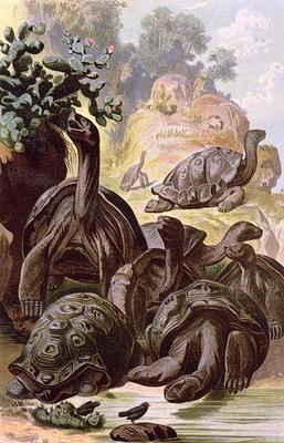 Giant Tortoises from the Galapagos Islands, from a natural history book, 1887 (colour litho)