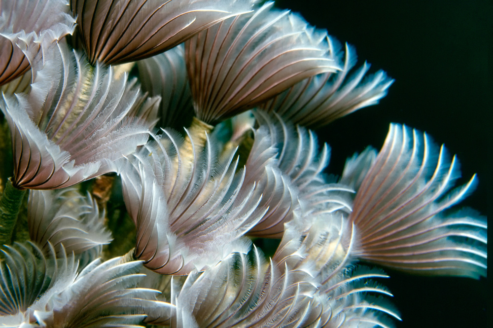 Feather Duster Worms de Alfred Forns