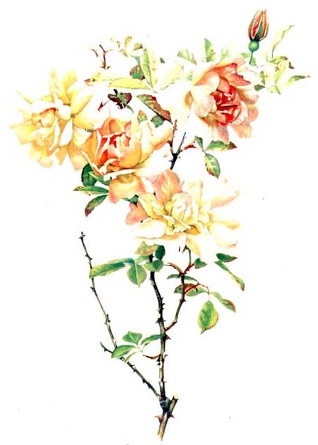 Rosa Chinensis de Alfred Parsons