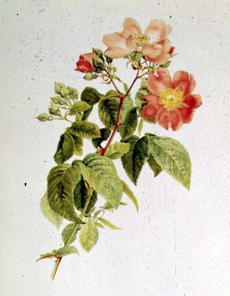 Rosa setigera (The Prairie Rose) by Alfred Parsons (1847-1920) de Alfred Parsons