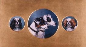 Fox Terriers and King Charles Spaniels