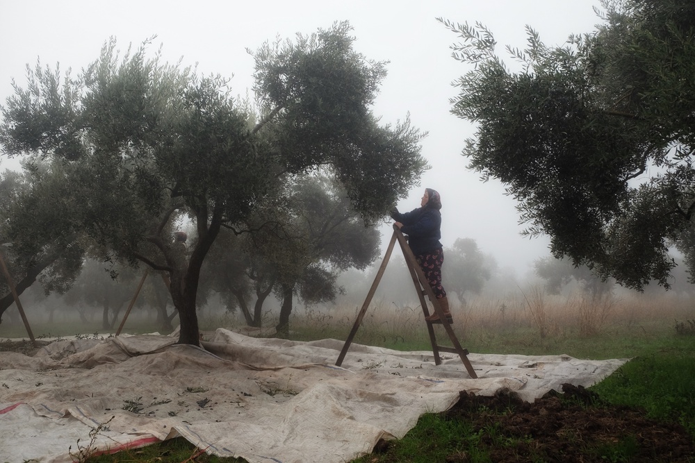 Olive Workers 4 de Ali Ayer