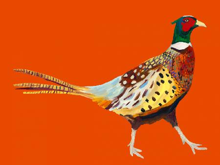 Strutting Pheasant On Orange