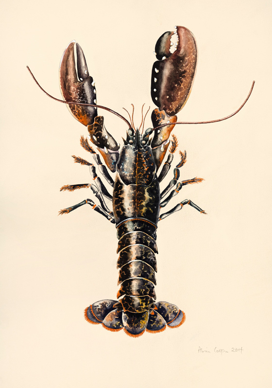 Lobster from Solva de Alison  Cooper