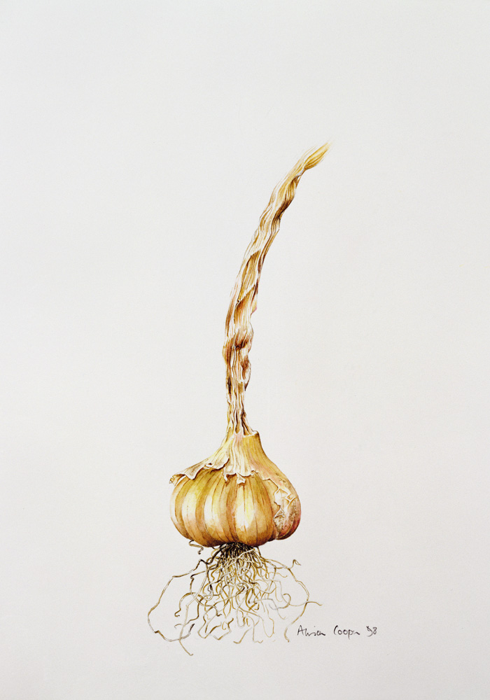 Onion de Alison  Cooper
