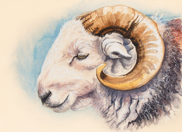 A Herdwick Ram de Alison  Cooper