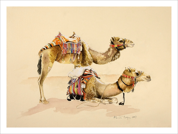 Camels from Petra de Alison  Cooper