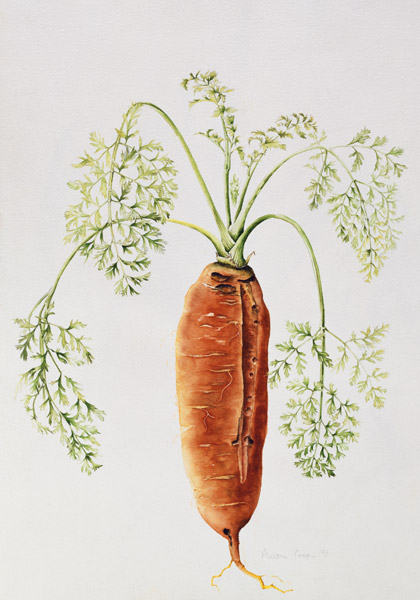 Carrot from my Garden (w/c)  de Alison  Cooper