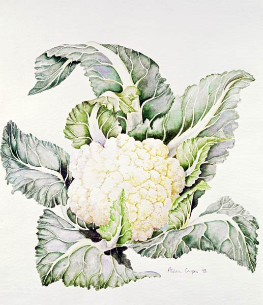 Cauliflower Study, 1993 (w/c)  de Alison  Cooper